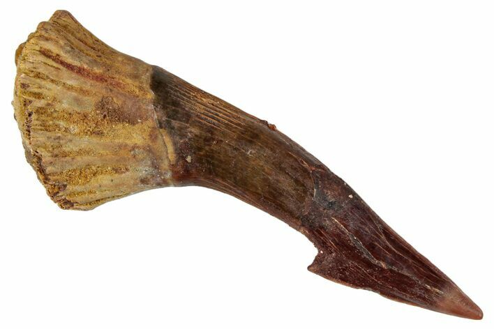 Fossil Sawfish (Onchopristis) Rostral Barb - Morocco #273318